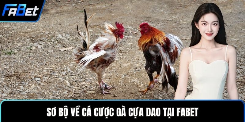 Sơ bộ về cá cược gà cựa dao tại FABET